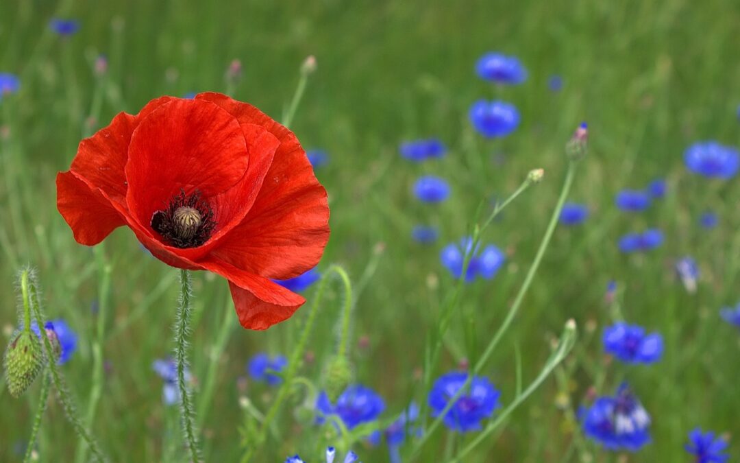 Pilgrimage to the Charters Towers War Cemetery
